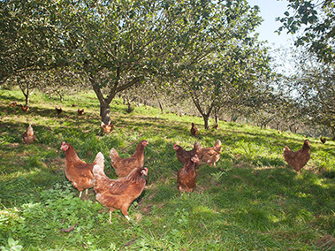Euskadiko nekazarien erakunde profesionalek landa ekoizpeneko sistemaren defentsa irmoagoa eskatu dute